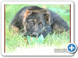 Schott_029