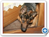 Schott_050