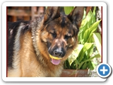 Schott_057